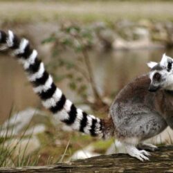 Awesome Tailed Lemurs HD Wallpapers