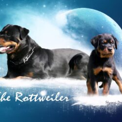 Cute Baby Rottweiler Wallpapers