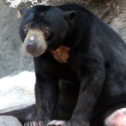 sun bear