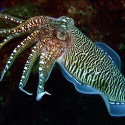 Cuttlefish HD Wallpapers