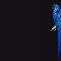 Download wallpapers parrot, bird, branch hd backgrounds