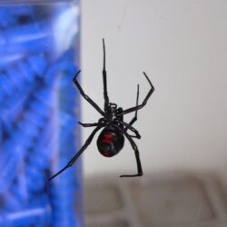 File:Black widow spider