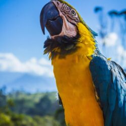 Macaw Pictures [HD]