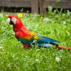 Red Green Macaw Wallpapers Wide » Download Wallpapers Laptop HD