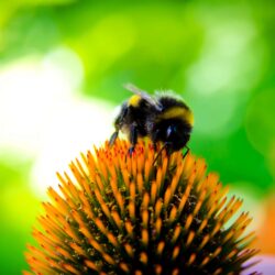 bee, bee collectiong pollen, bumblebee, echinocea, flower