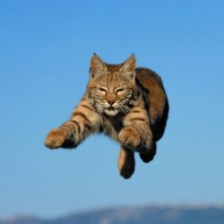 Bobcat wallpapers, Animal, HQ Bobcat pictures