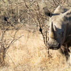 Rhino Animal ❤ 4K HD Desktop Wallpapers for 4K Ultra HD TV