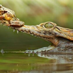 Crocodile With A Frog On His Snout
