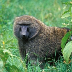 Animals: Male Olive Baboon Lake Nakuru National Park Kenya, picture