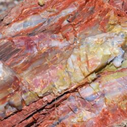 Petrified Forest National Park Pictures: View Photos & Image of