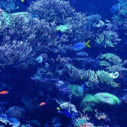 Free Underwater HD Wallpapers Scuba Diving Reviews Blog