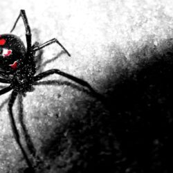 Black Widow Spider Wallpapers ,