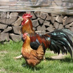 red and black rooster and brown hen free image