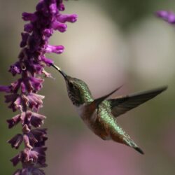 Wallpapers For > Hummingbird Wallpapers