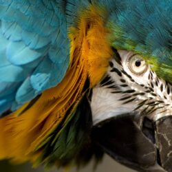 Eye of the Macaw : wallpapers