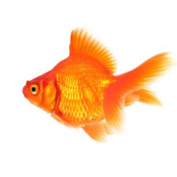 Free Goldfish Wallpapers download