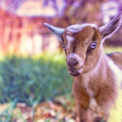 Goat Wallpapers High Quality : Animals Wallpapers