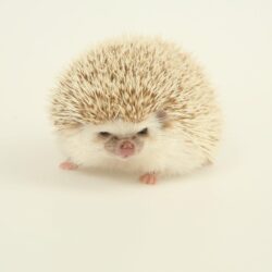 free desktop wallpapers downloads hedgehog