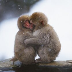 Snow hugged the monkey wallpapers