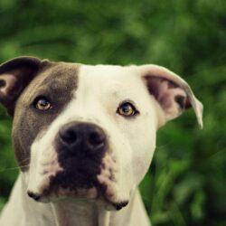 Pit Bull Dog HD Wallpapers