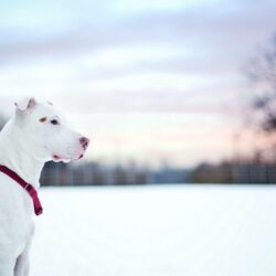 Pit Bull Dog Friend Winter Snow Fence HD Wallpapers