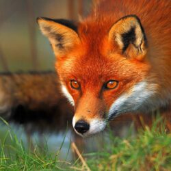 Red fox eyes Wallpapers
