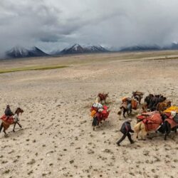 Nature national geographic nomad corridor yak kyrgyzstan steppe