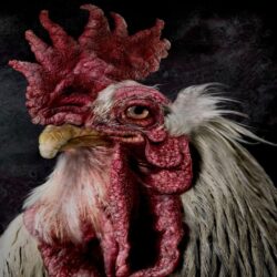 HD Old Rooster Wallpapers