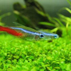 Neon Tetras in a beautiful planted tank