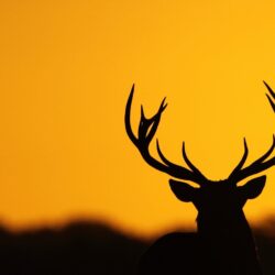 Wallpaper’s Collection: «Deer Wallpapers»