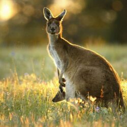 Australian Kangaroo And Joey Image & Pictures