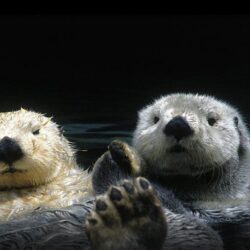 Sea Otter Wallpapers