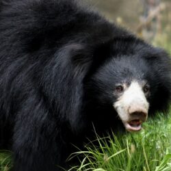 Sloth Bear Wallpapers and Backgrounds Image