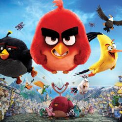141 Angry Birds HD Wallpapers