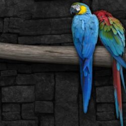 Desktop Wallpapers · Gallery · HD Notebook · Blue Macaw parrots