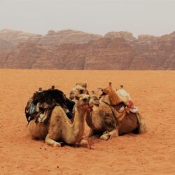 100+ Camel Pictures [HD]