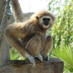 Gibbon wallpapers