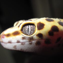 Leopard Gecko Eye, Hd Wallpapers & backgrounds Download