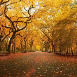 United States, New York, New York City, Central Park in the Fall