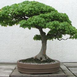 Bonsai Tree Wallpapers and Backgrounds