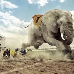 Dogs racing an elephant Wallpapers #