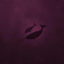 Linux Natty Narwhal. Android wallpapers for free