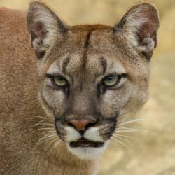Wallpapers cat, look, face, Puma, mountain lion, Cougar