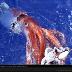 50+] Giant Squid Wallpapers