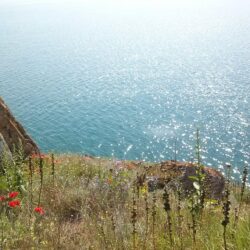 nature, Landscape, Bulgaria, Flowers, Sea Wallpapers HD / Desktop