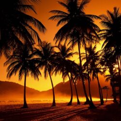 Palm Trees Silhouette HD desktop wallpapers Widescreen High