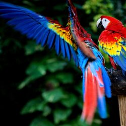 Scarlet Macaw HD Wallpapers