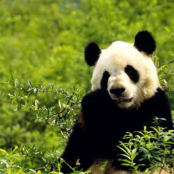 china animals giant panda bears wallpapers High