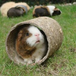 Guinea Pig Wallpapers HD Download 1280×1024 Pictures Of Guinea