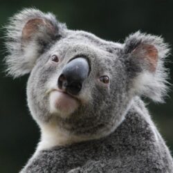 Wallpapers For > Cute Koala Wallpapers